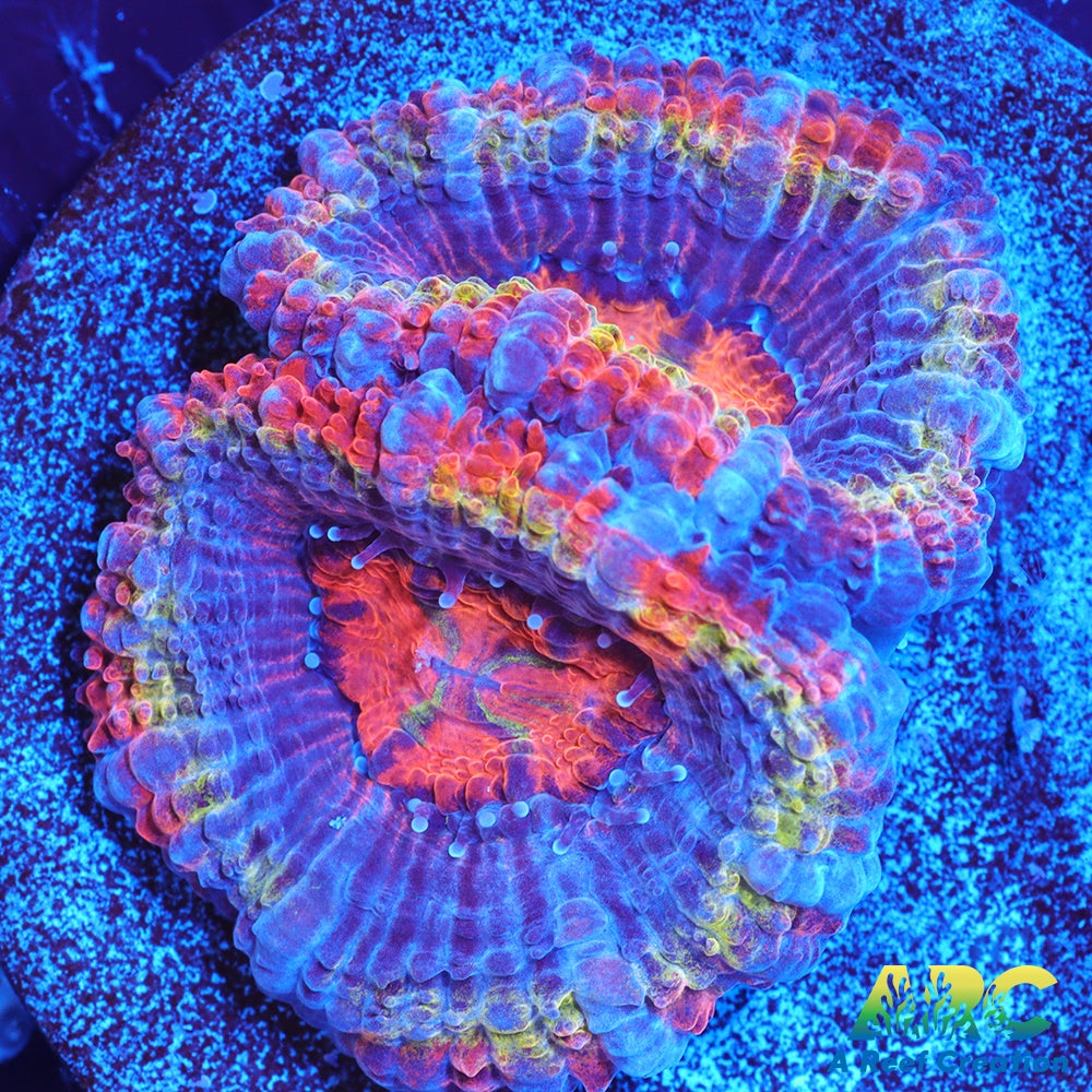 ARC Ring of Fire Acan
