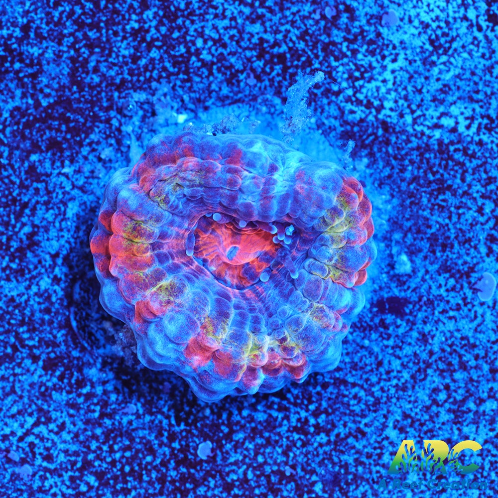 ARC Ring of Fire Acan