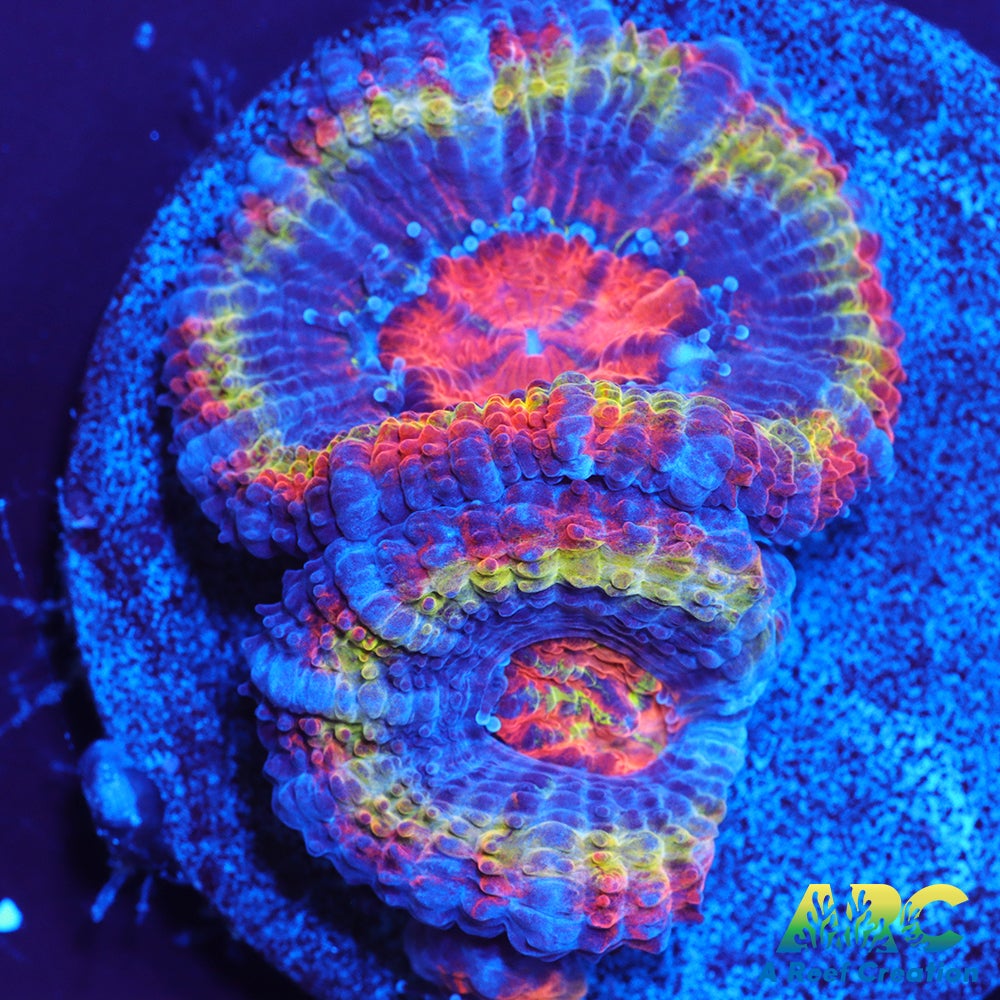 ARC Ring of Fire Acan