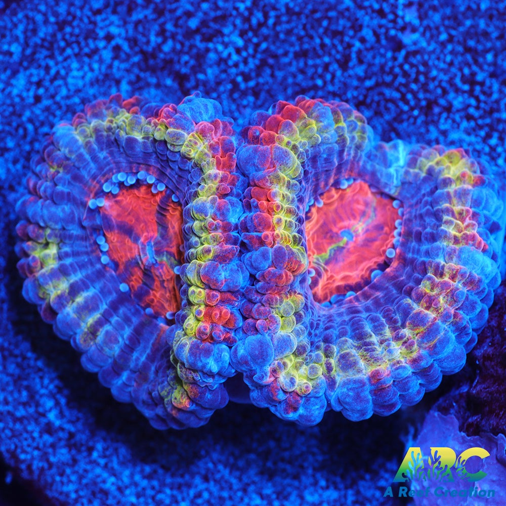 ARC Ring of Fire Acan