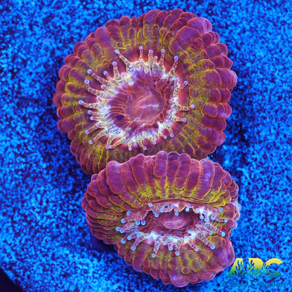 CC Solar Flare Acan
