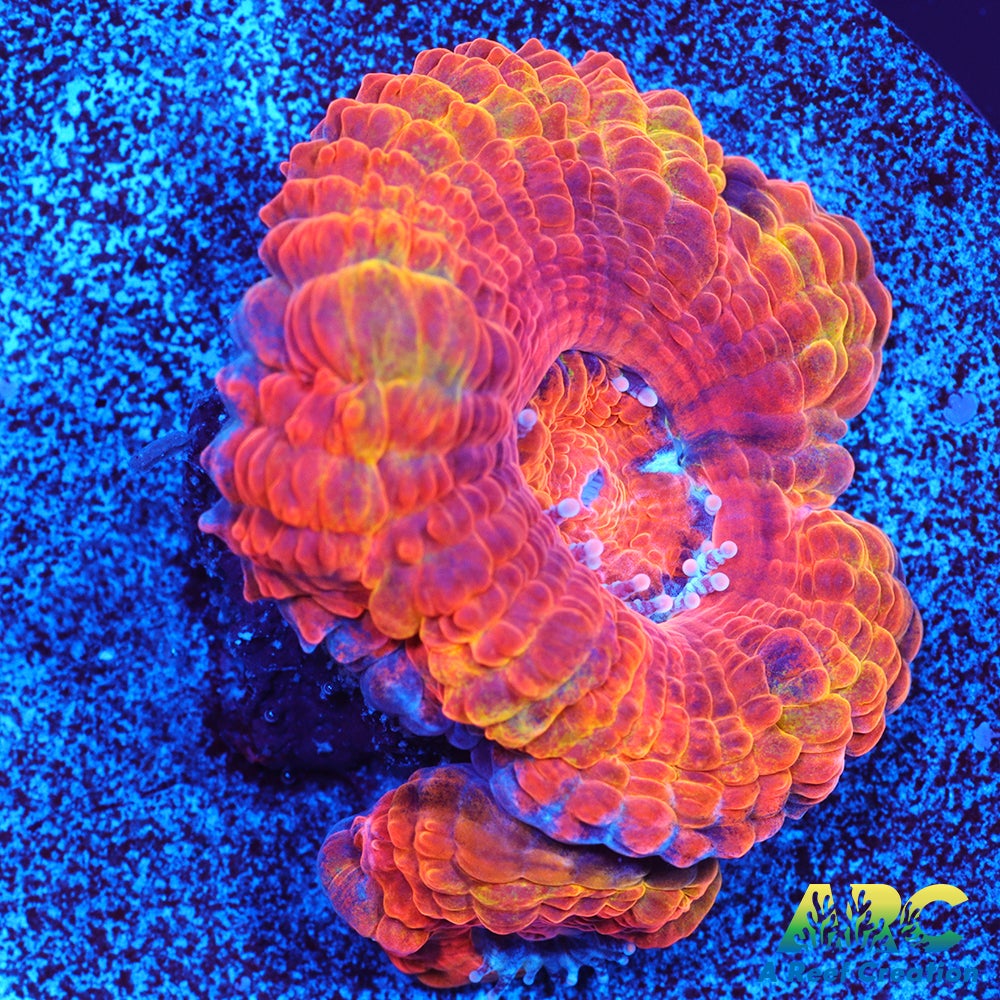 ARC Double Agent Acan