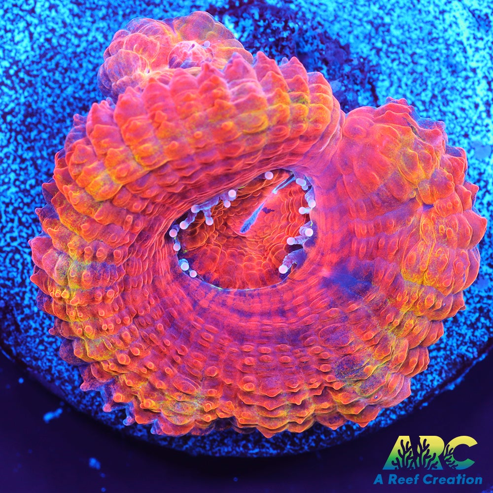 ARC Double Agent Acan