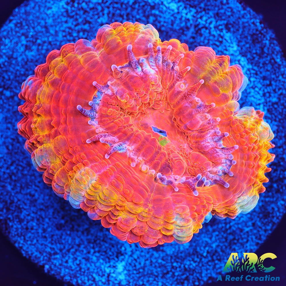 ARC Double Agent Acan