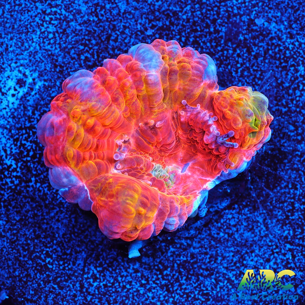 ARC Double Agent Acan