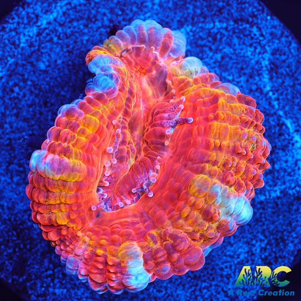 ARC Double Agent Acan