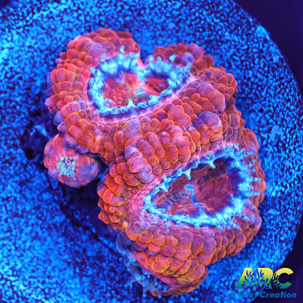 ARC Agent Orange Acan