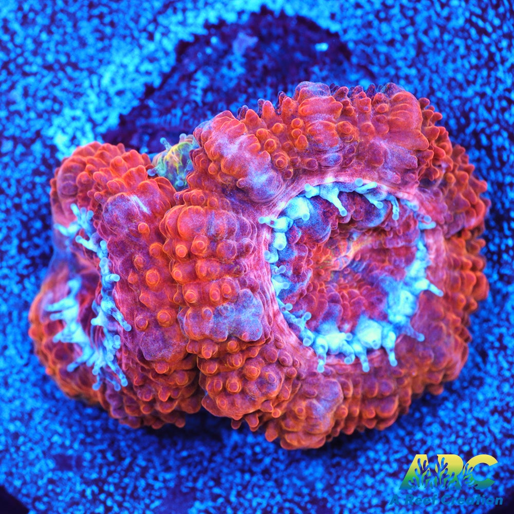 ARC Agent Orange Acan