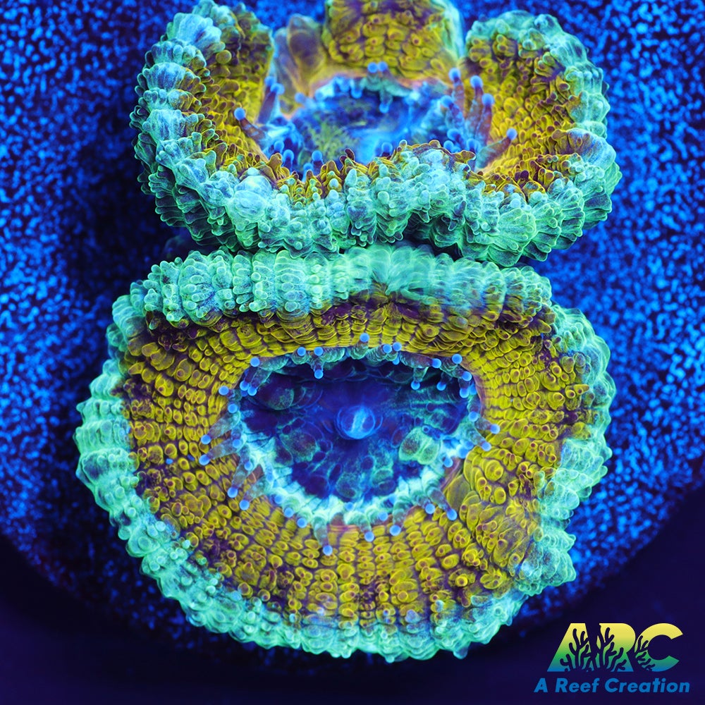 ARC Harry Potter Acan