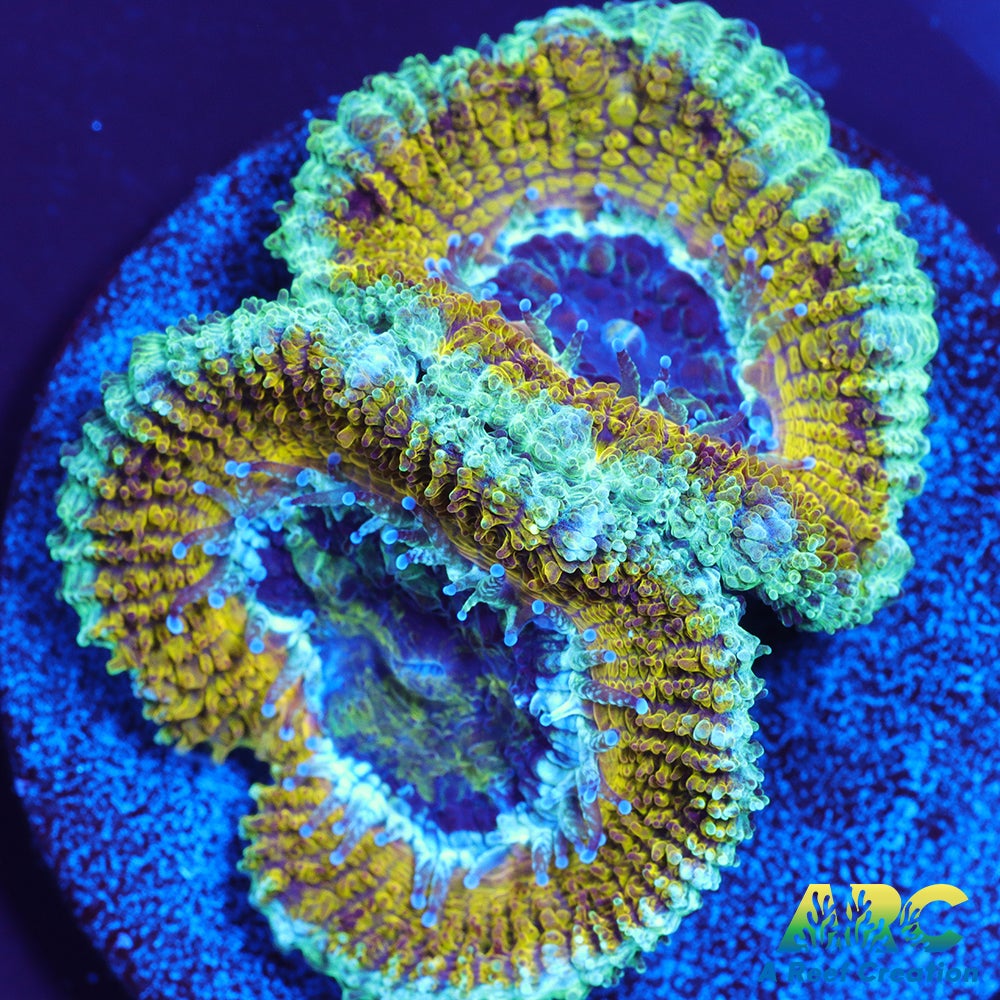 ARC Harry Potter Acan