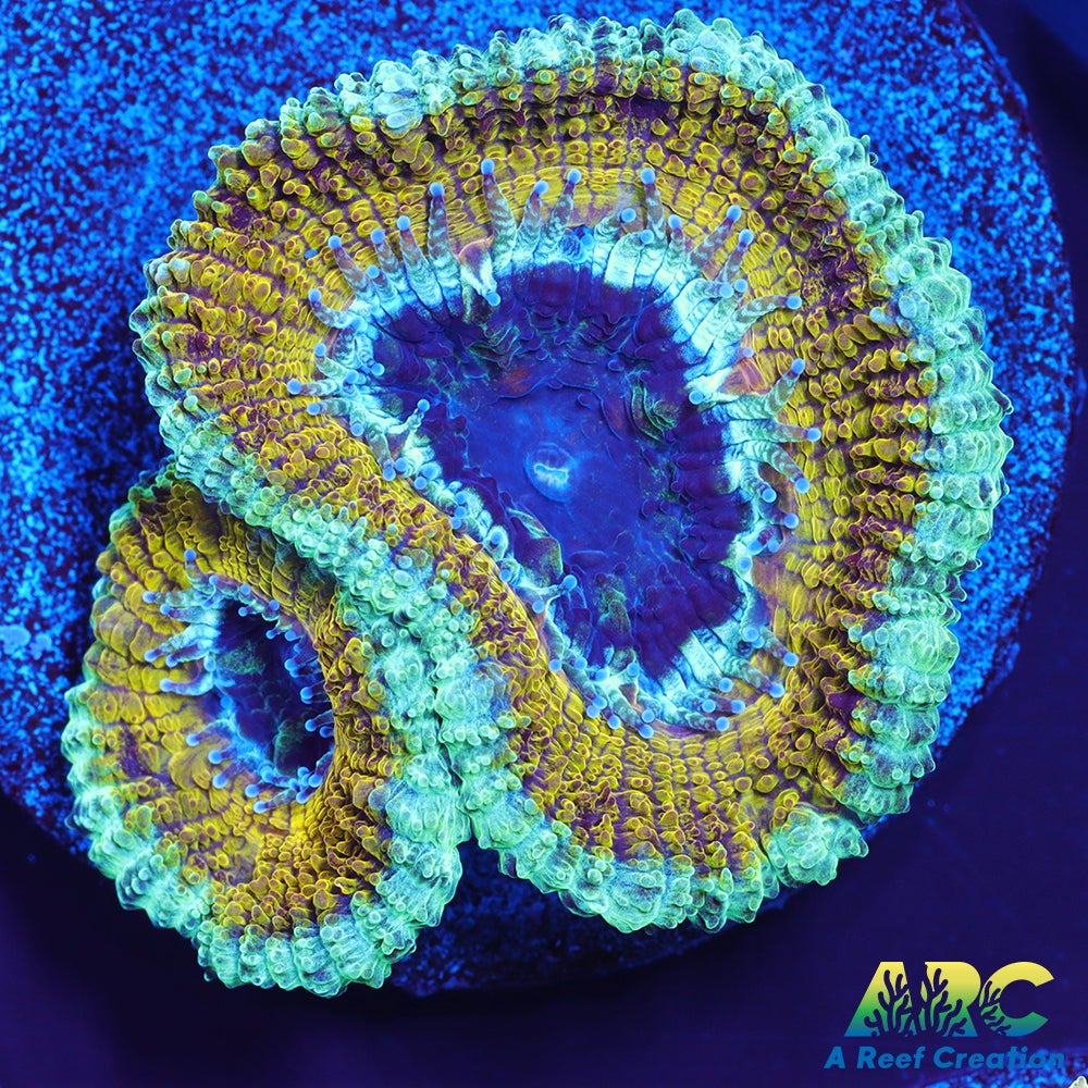 ARC Harry Potter Acan