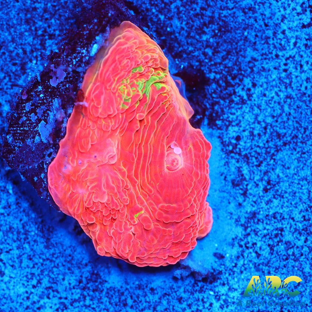 ARC Brent's Bleeding Apple Bower