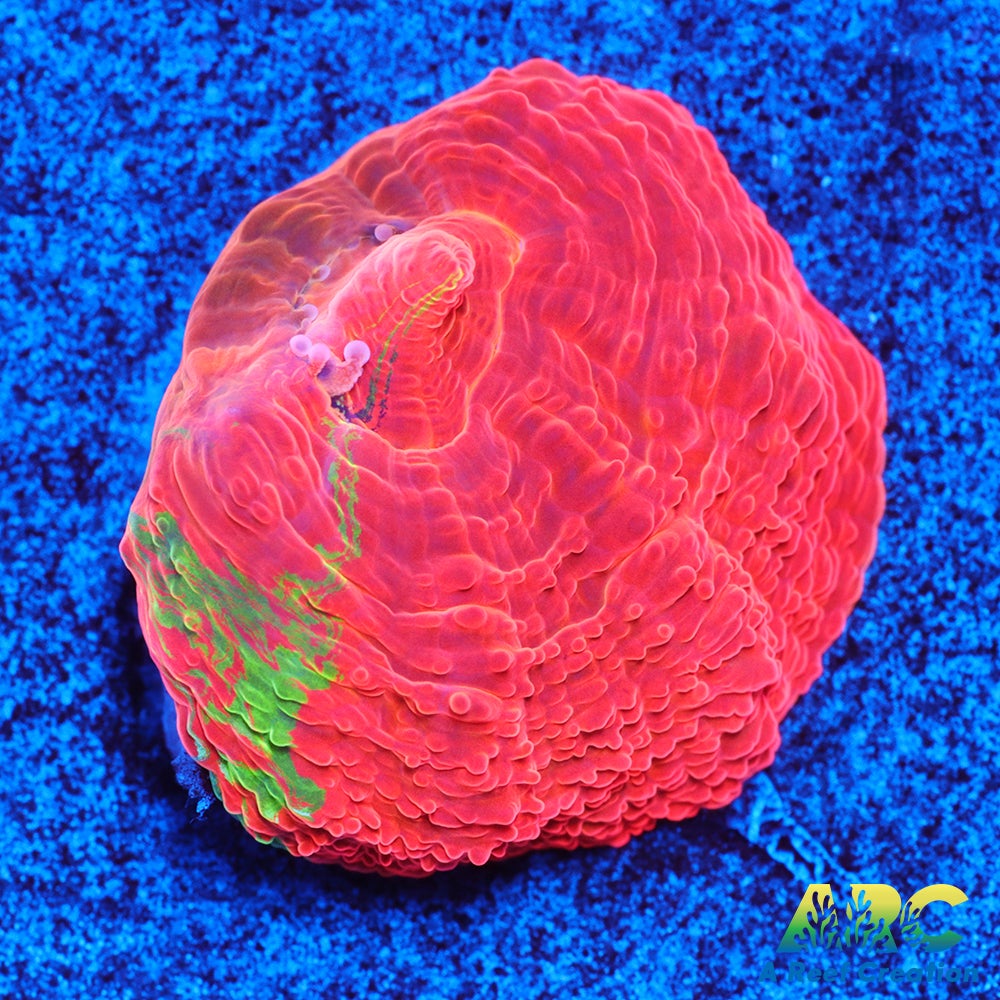 ARC Brent's Bleeding Apple Bower