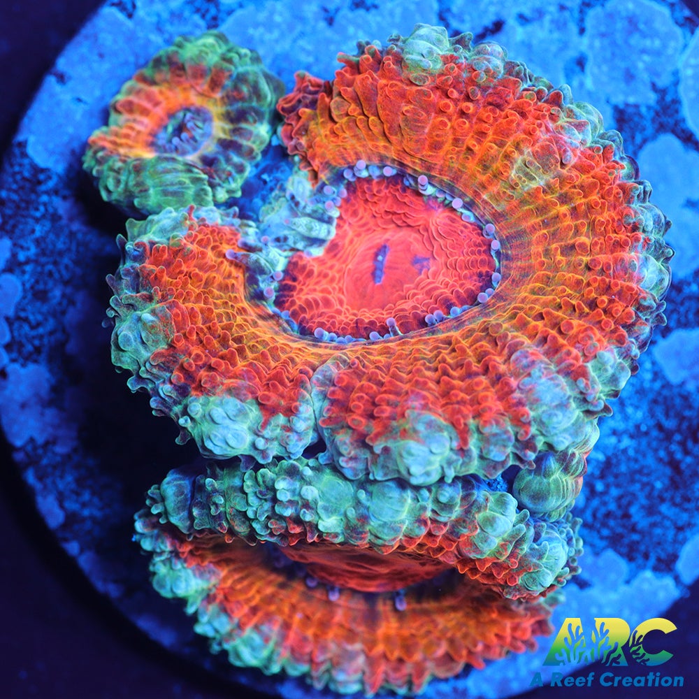 ARC Charmander Acan