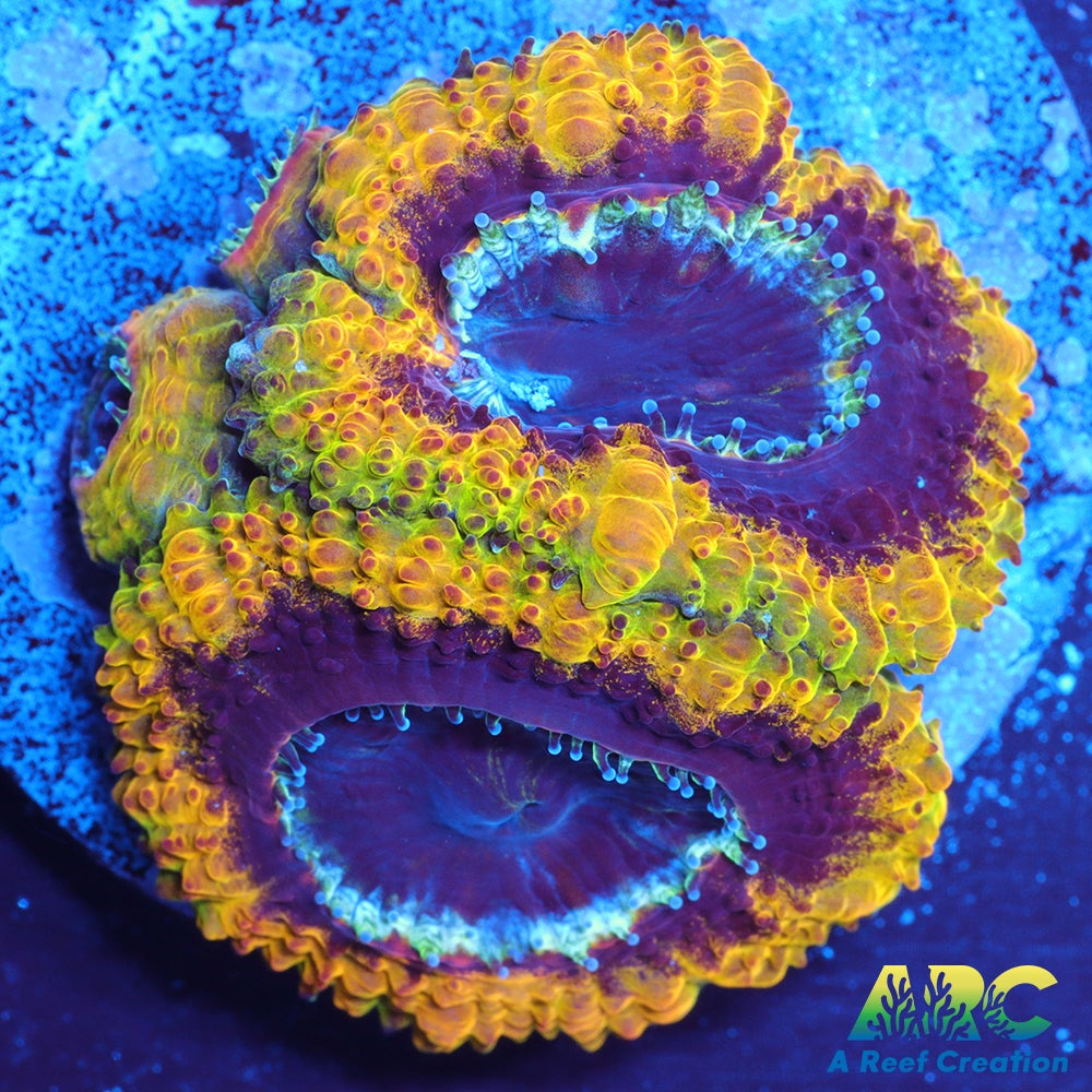 Rebecca's Rastafarian Acan