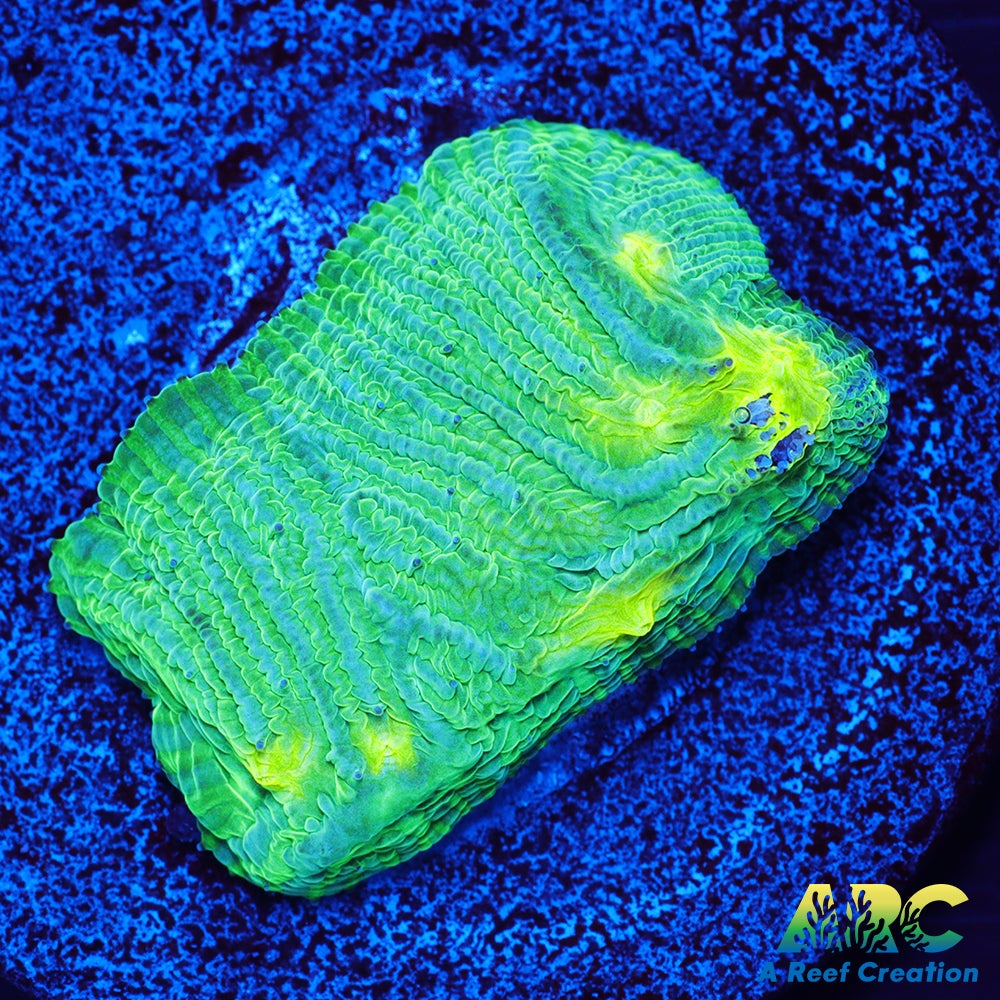 ARC Baja Blast Diaseris