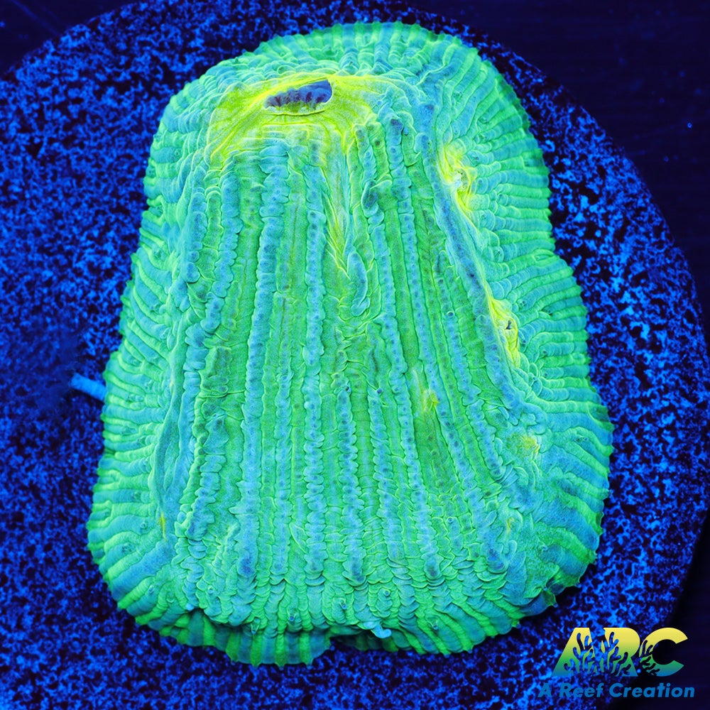 ARC Baja Blast Diaseris