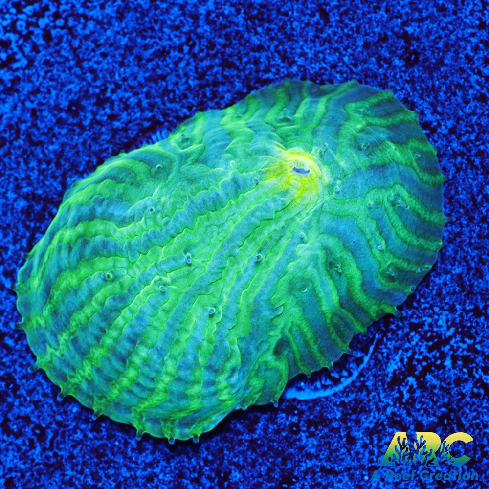 ARC Baja Blast Diaseris