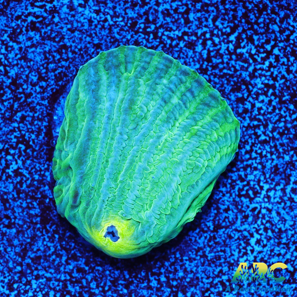 ARC Baja Blast Diaseris