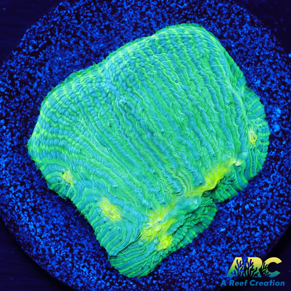 ARC Baja Blast Diaseris