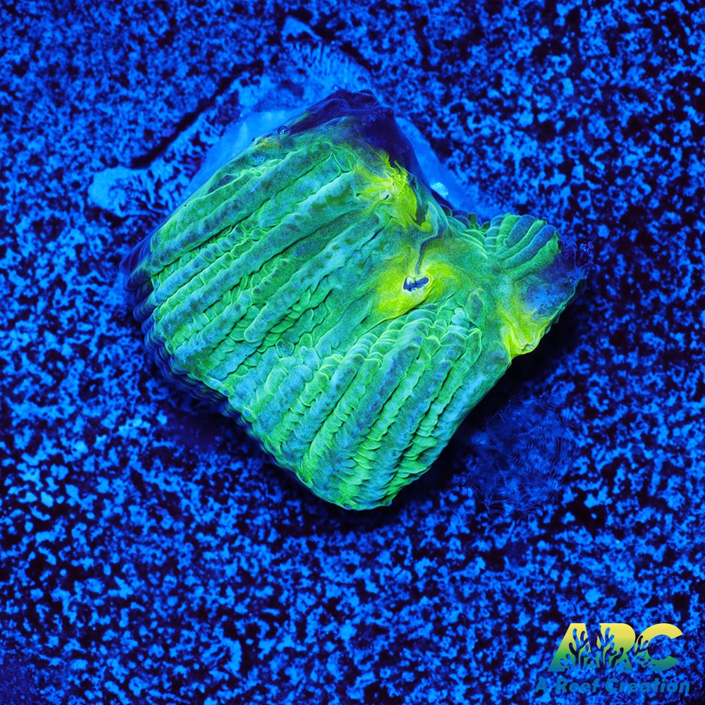 ARC Baja Blast Diaseris