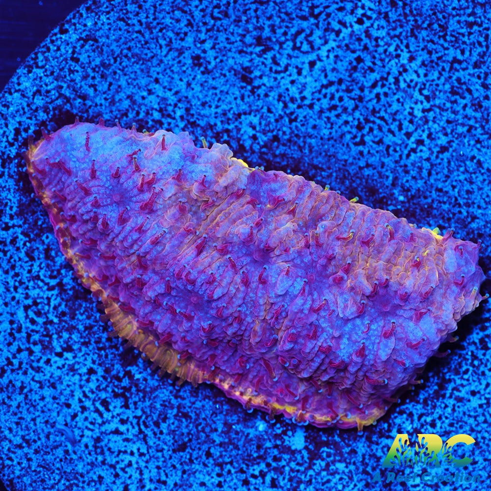 UC Purliscious Litho