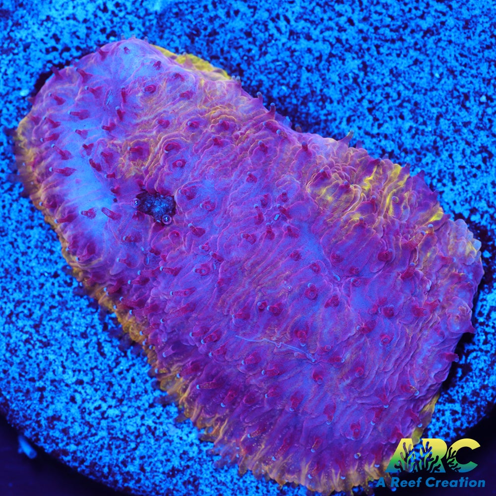 UC Purliscious Litho