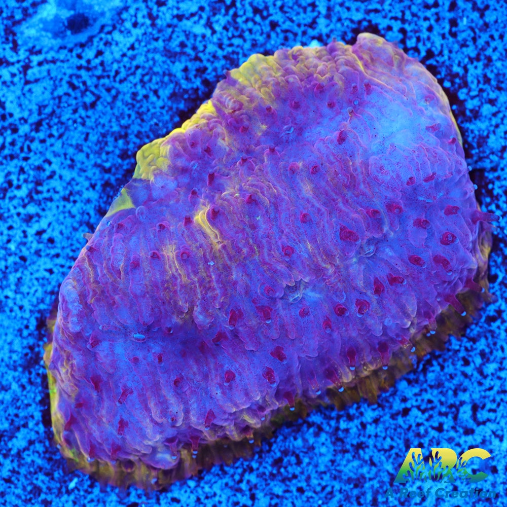 UC Purliscious Litho