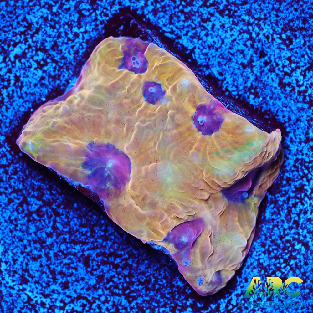 Pineapple Express Favites