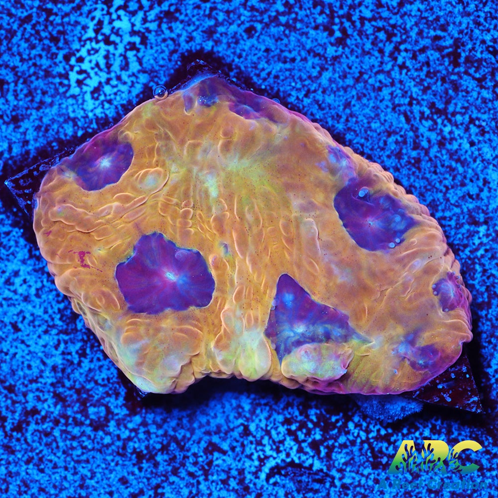 Pineapple Express Favites