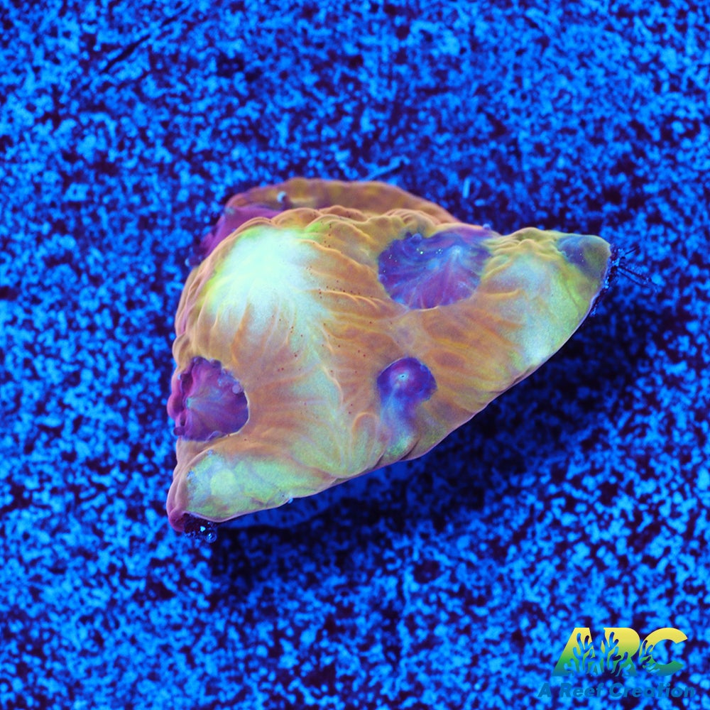 Pineapple Express Favites