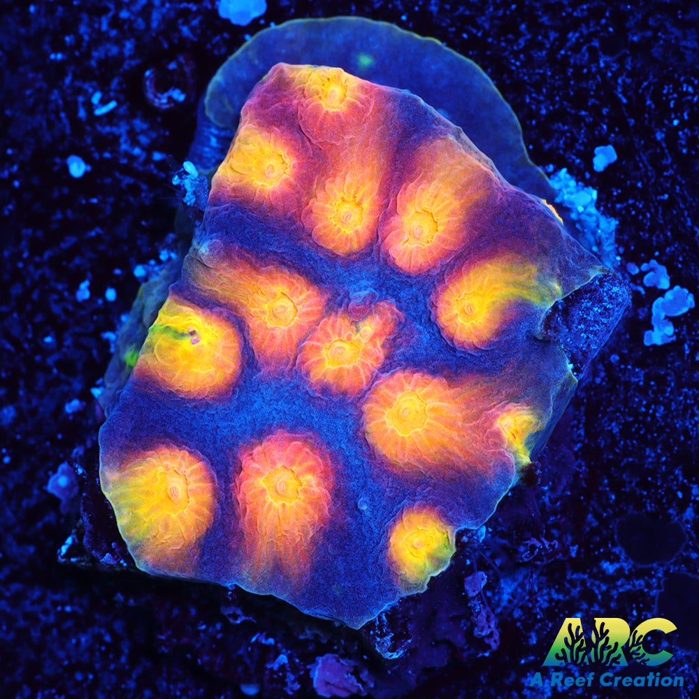 ARC Monet's Madness Cyphastrea