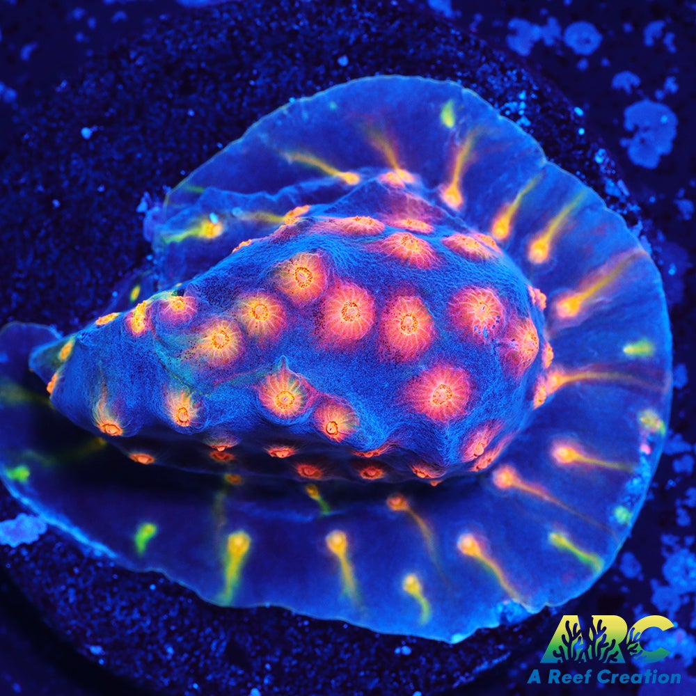 ARC Monet's Madness Cyphastrea