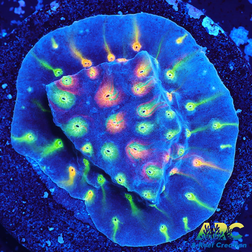 ARC Monet's Madness Cyphastrea