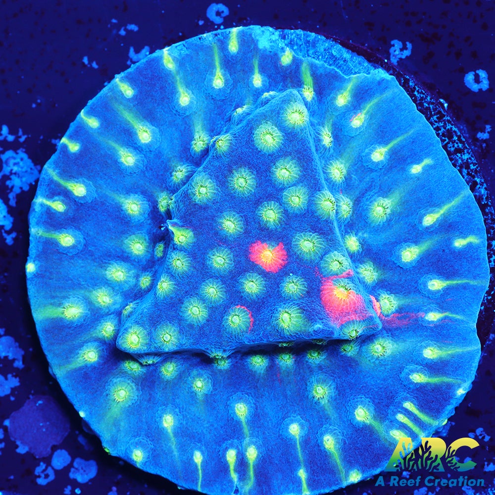 ARC Monet's Madness Cyphastrea