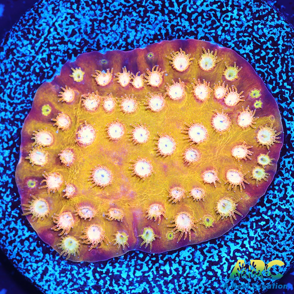 FF Yellow Cyphastrea