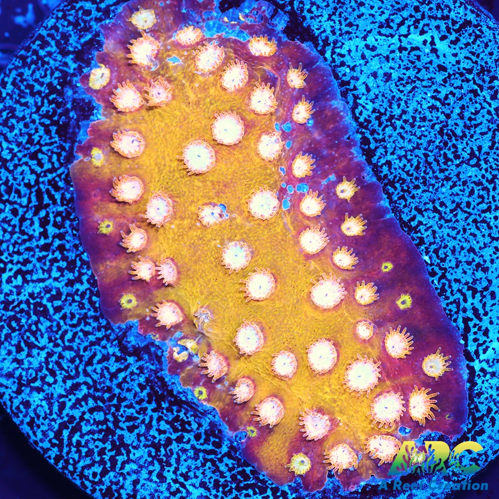 FF Yellow Cyphastrea