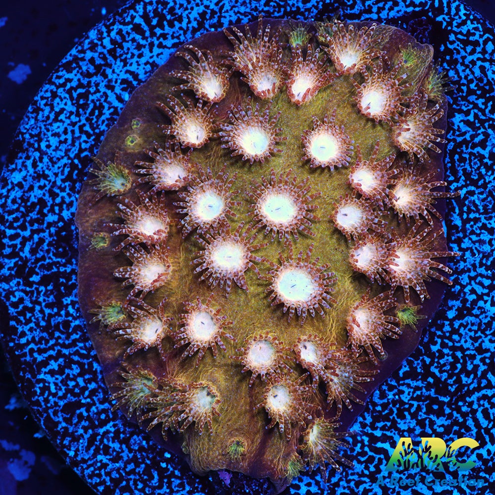 ARC Sand Dune Cyphastrea