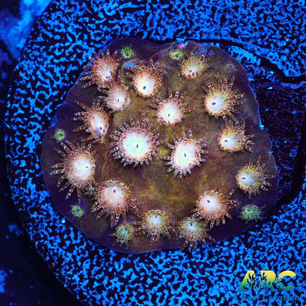 ARC Sand Dune Cyphastrea