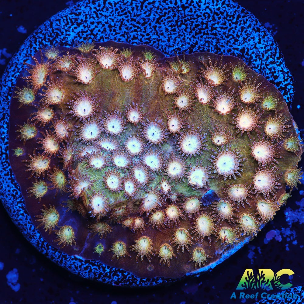 ARC Sand Dune Cyphastrea