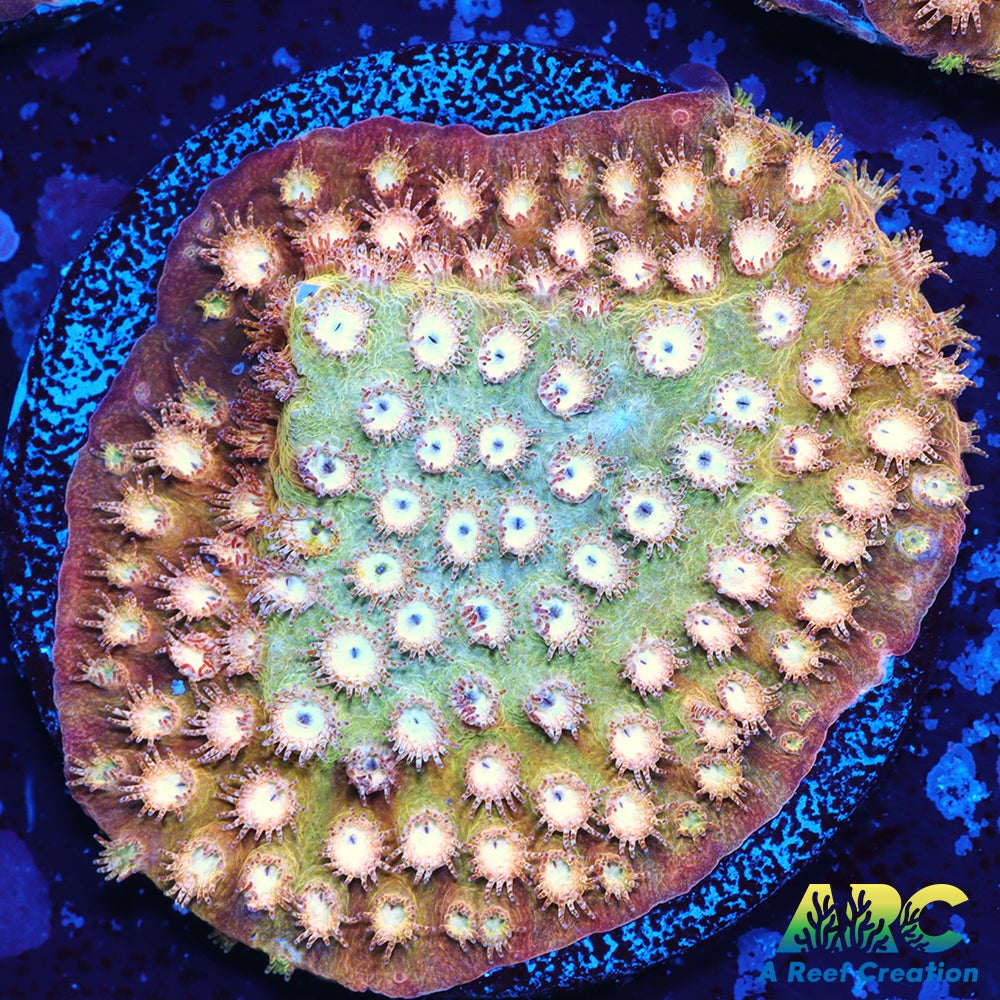 ARC Sand Dune Cyphastrea