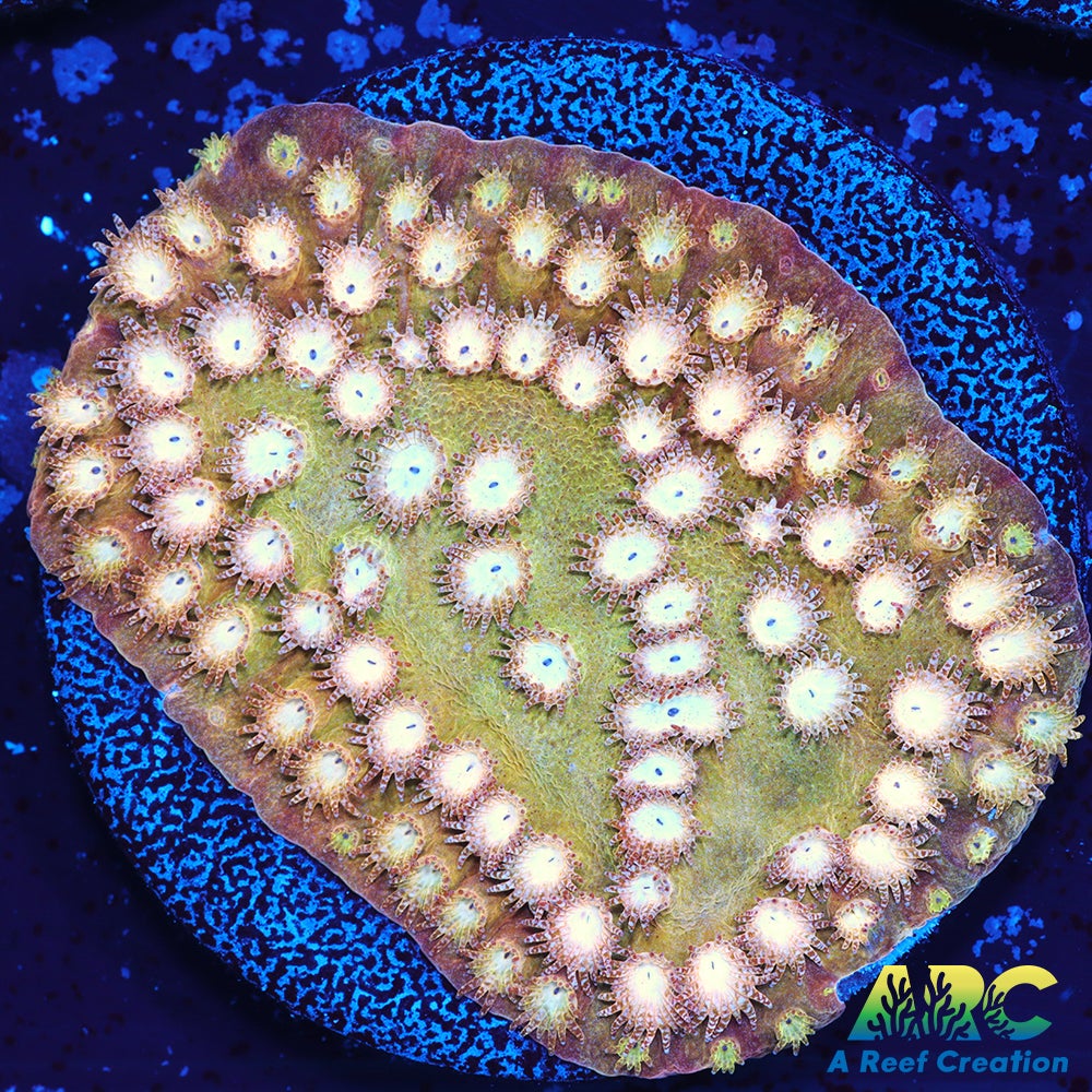 ARC Sand Dune Cyphastrea