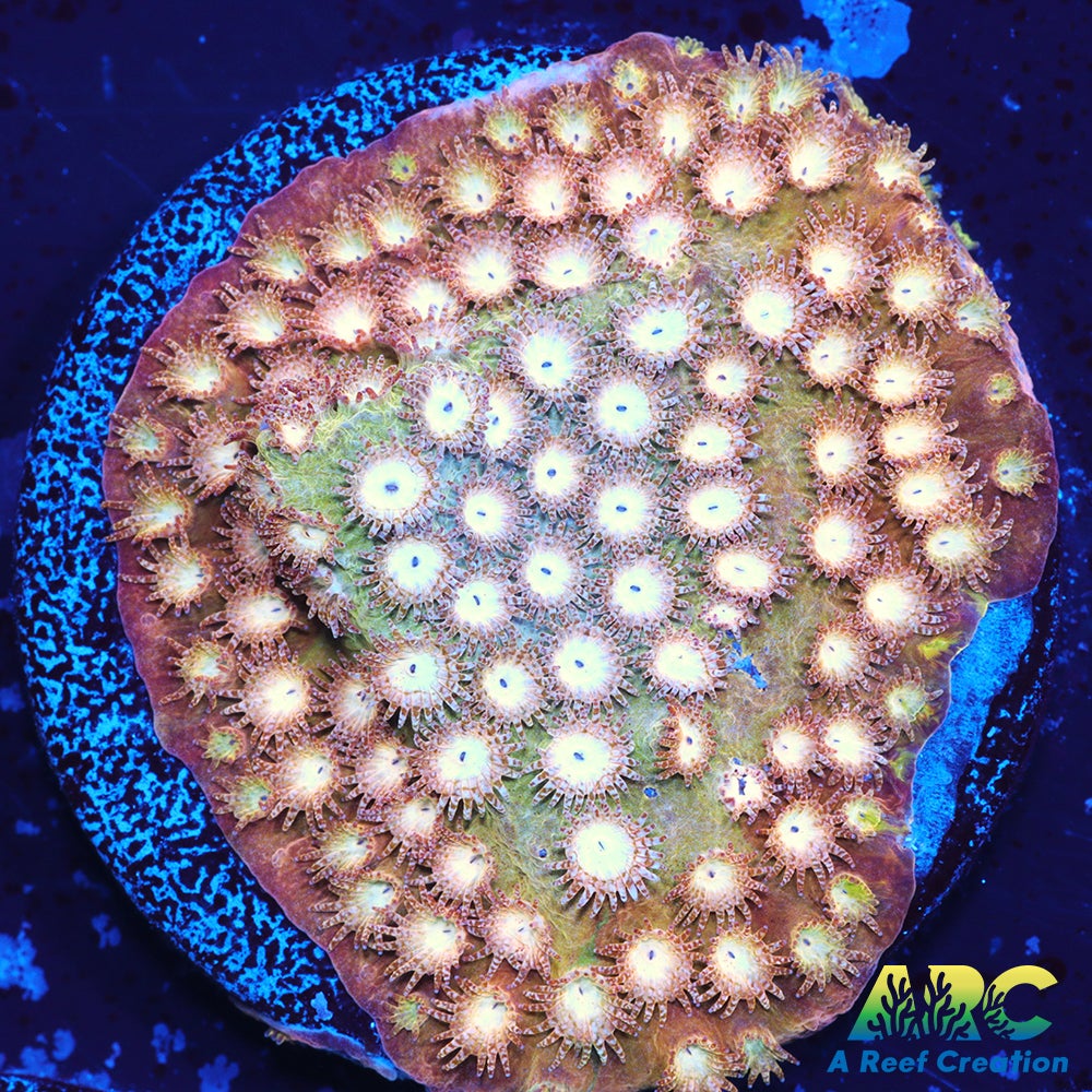 ARC Sand Dune Cyphastrea