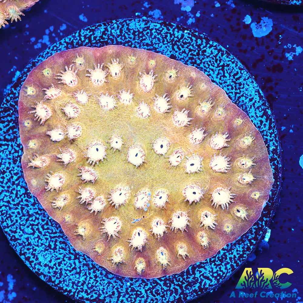 ARC Sand Dune Cyphastrea