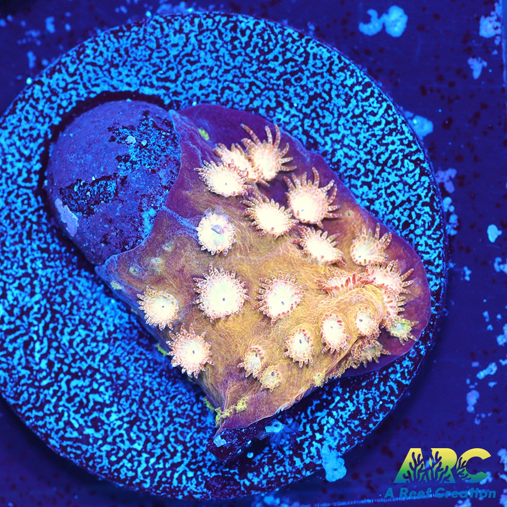 ARC Sand Dune Cyphastrea