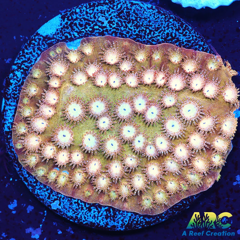 ARC Sand Dune Cyphastrea