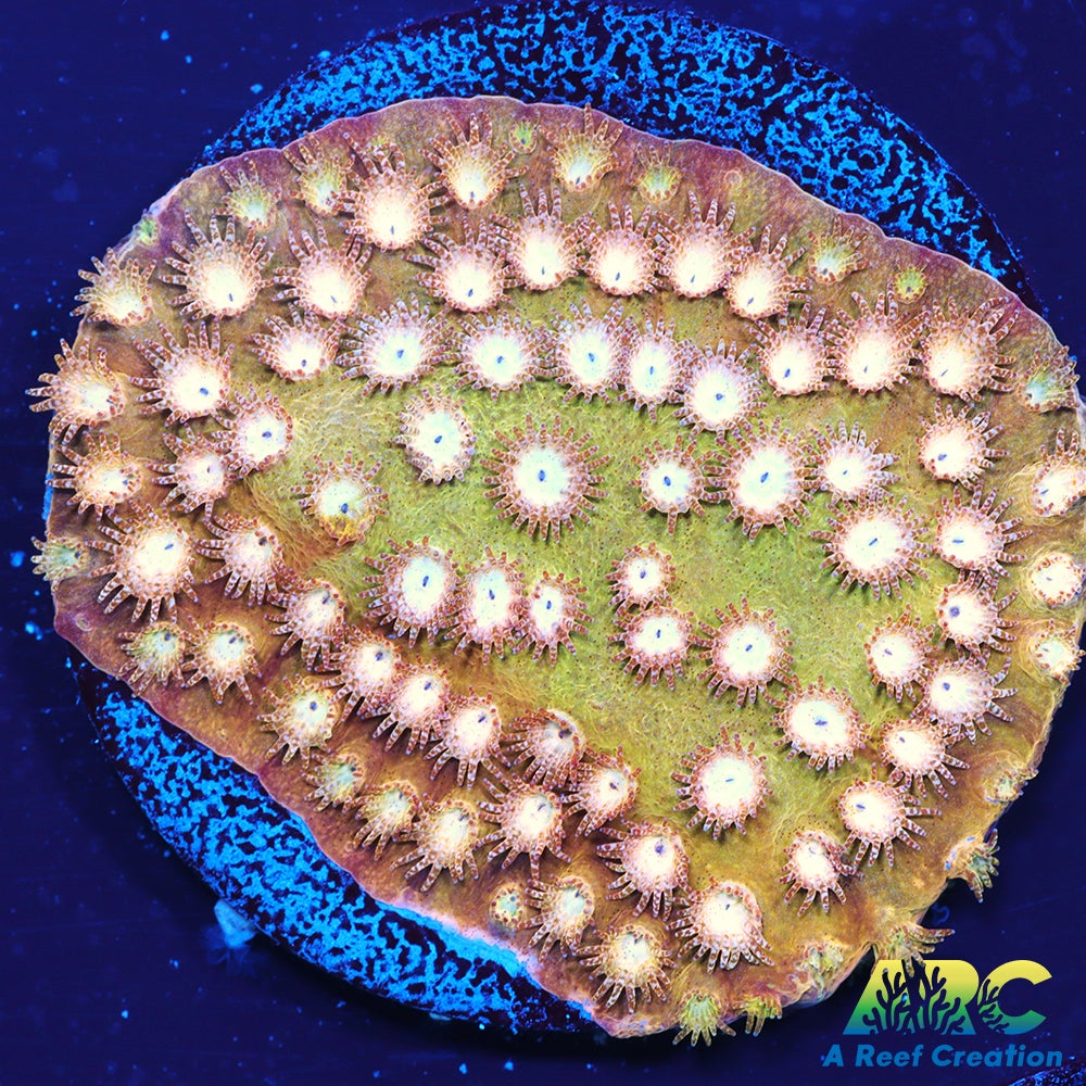 ARC Sand Dune Cyphastrea