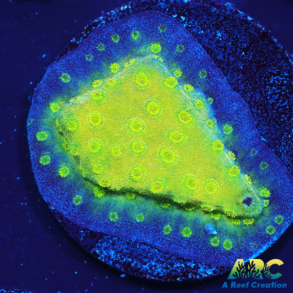 ARC Neon Cyphastrea