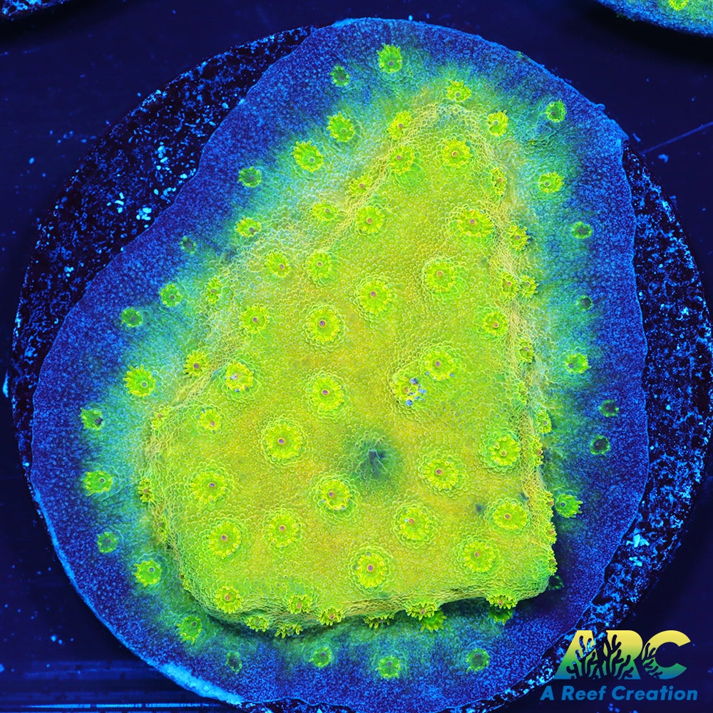 ARC Neon Cyphastrea