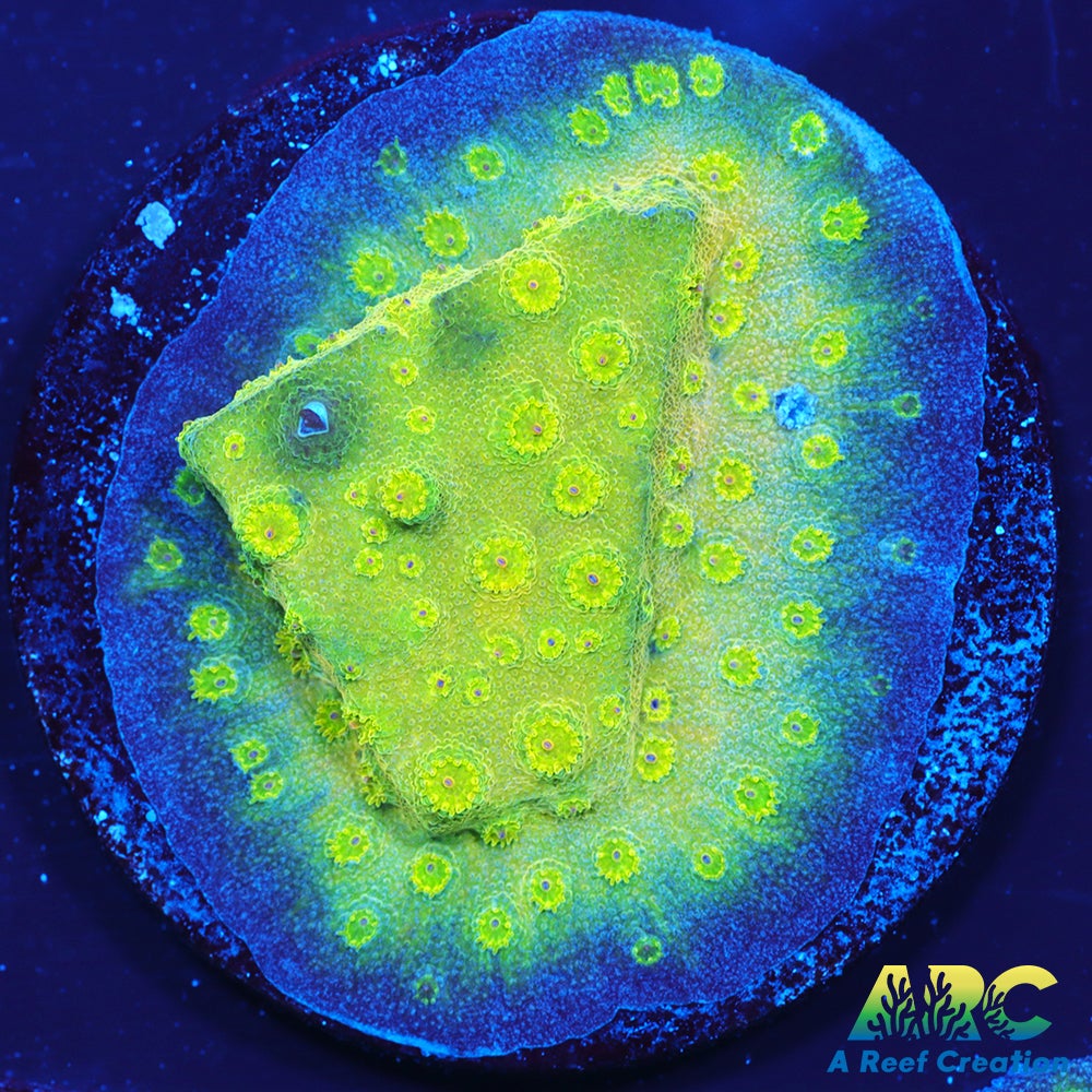 ARC Neon Cyphastrea